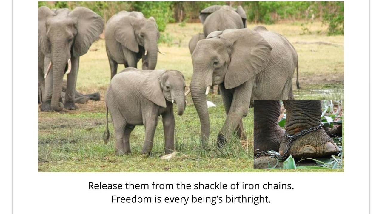 Elephants- The Ecosystem Engineers