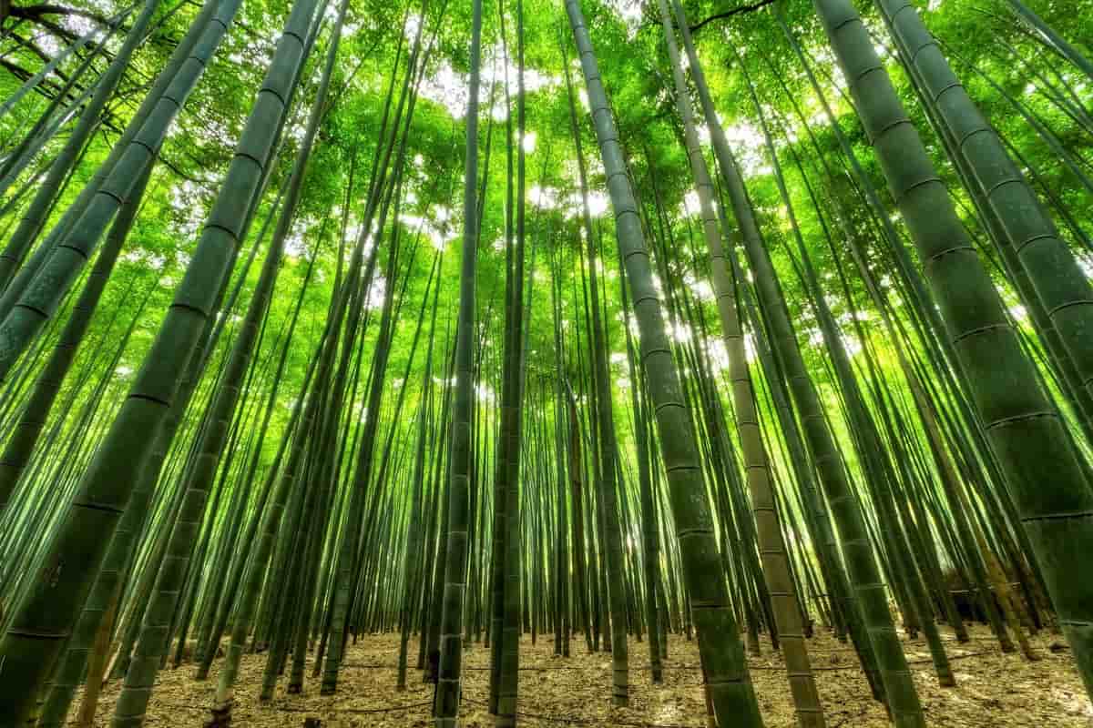 Be a Bamboo- Maximising Business Success